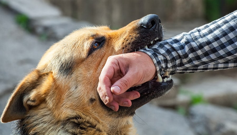 Menacing Dogs and Dog Attacks Causing Personal Injury