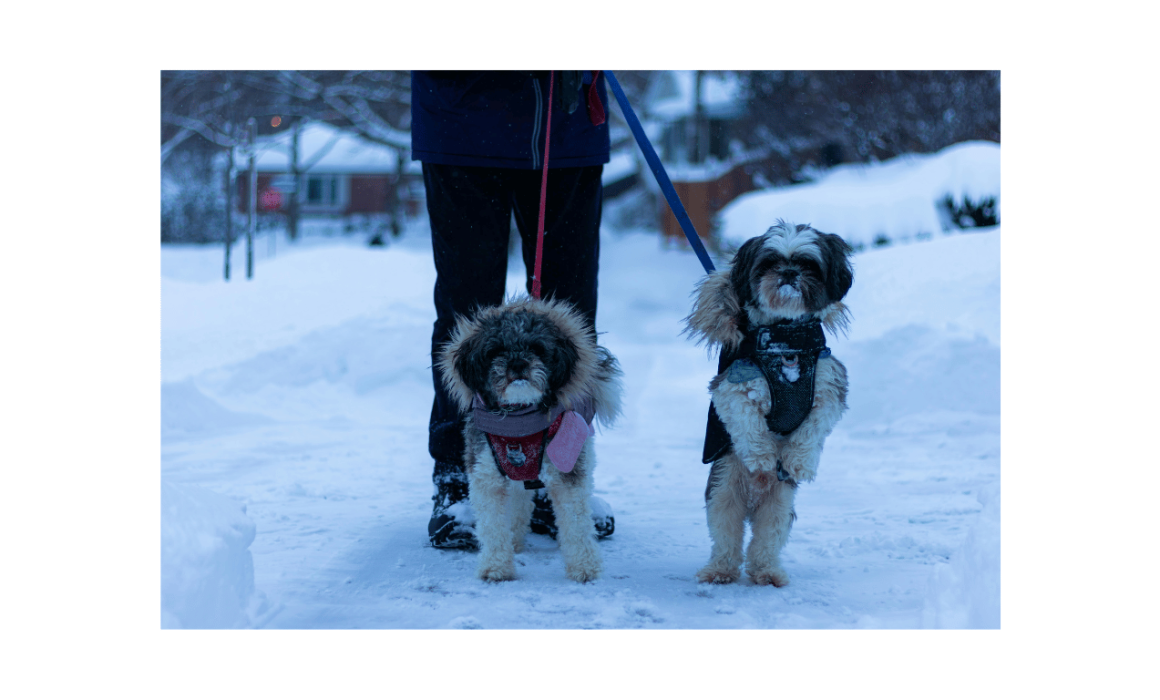 Walking with dogs during the winter