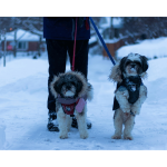 Walking with dogs during the winter